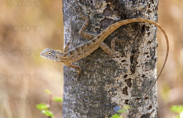 Oriental garden lizard (Calotes versicolor) from Tadoba NP, India, Asia