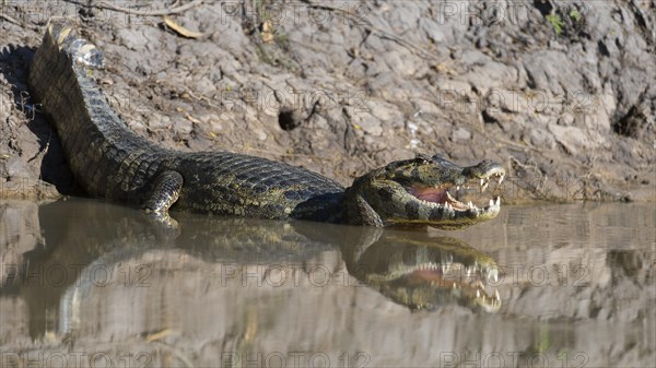 Caiman (Caiman yacare) in Cuiaba River, Porto Jofre, Pantanal, Brazil, South America