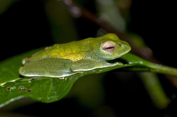 Boophis sp. (Boophis cf. eleane) from Ranomafana NP, eastern Madagascar