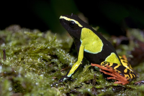 Baron's Mantella (Mantella baroni) from Ranomafana NP, eastern Madagascar