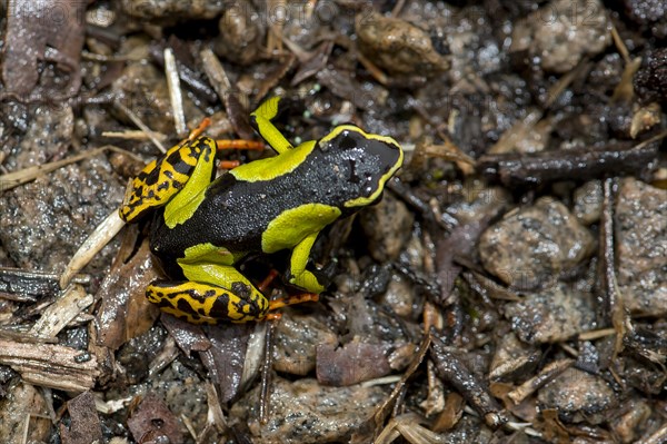 Baron's Mantella (Mantella baroni) from Ranomafana NP, eastern Madagascar