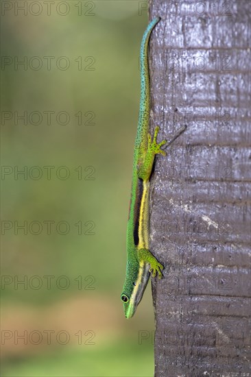Lined day gecko (Phelsuma lineata) from Andasibe, Madagascar, Africa