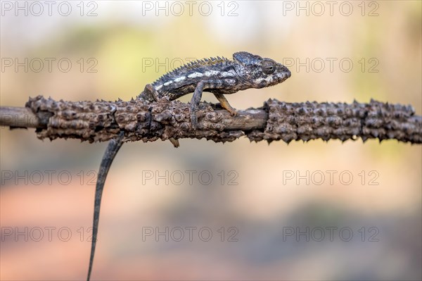 Warty chameleon (Frucifer verrucosus) from the spiny forest of Berenty, southern Madagascar