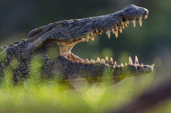 A large nile corcodille (Crocodylus niloticus) at Zimanga Private Reserve, South Africa, Africa