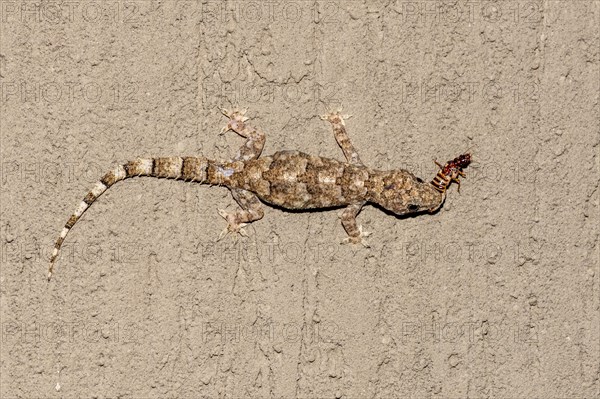 Tropical house gecko (Hemidactylus mabouia) feeding on insects in Zimanga, South Africa, Africa