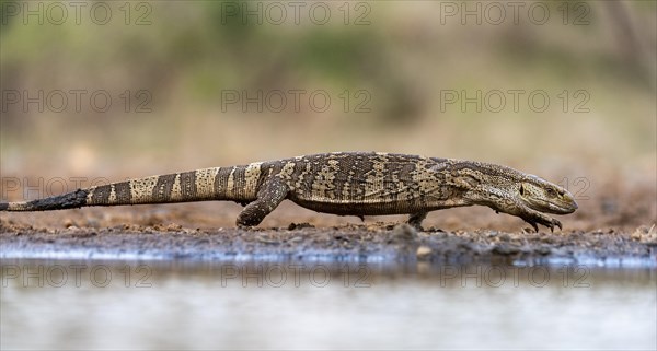 Rock monitor (Varanus albigularis) from Zimanga, South Africa, Africa