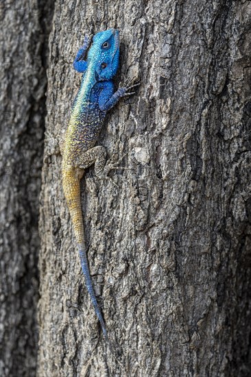 Black-necked agama (Acanthocercus atricollis), adult male, from Kruger NP, South Africa, Africa