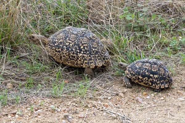 Pair of leopard tortoise (Stigmochelys pardalis) from Kruger NP, South Africa, Africa