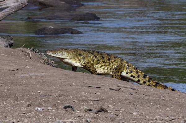 A giant nile crocodile (Crocodylus niloticus) on the bank of Mara River, Maasai Mara, Kenya, Africa