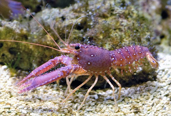 Hawaiian reef lobtser (Enoplometopus occidentalis)