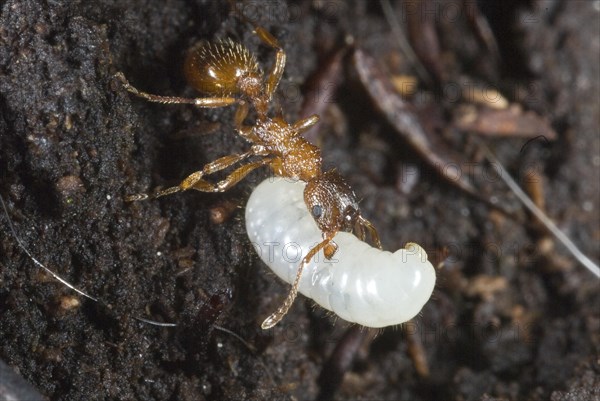 Myrmica sp., a genus of European ants, carries a larvae to the nest