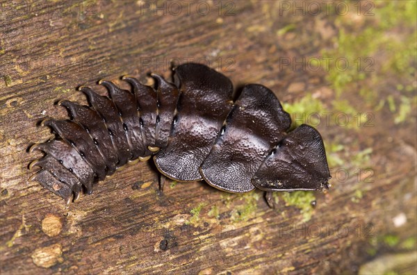 Trilobite beetle, Platerodrilus sp., female from Danum Valley, Sabah, Borneo