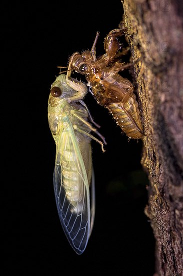 Large cicada (probably Dundubia sp.) moulting during night in the rainforest of Tanjung Puting National Park, Kalimantan, Borneo, Indonesia, Asia