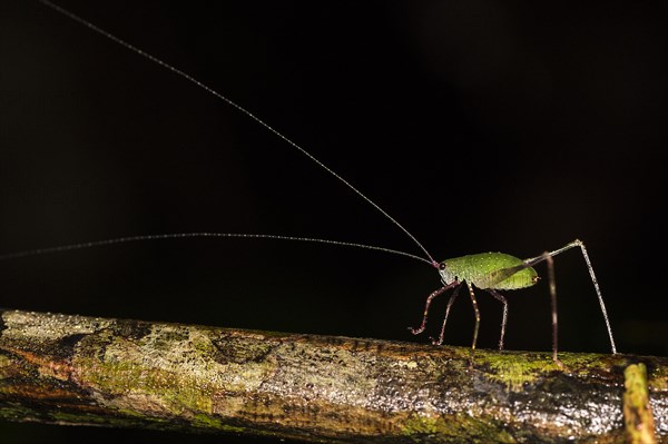 Beautiful katydid with very long antennae (probably a nymph) from the rainforest of Tanjung Puting National Park, Kalimantan, Borneo, Indonesia, Asia