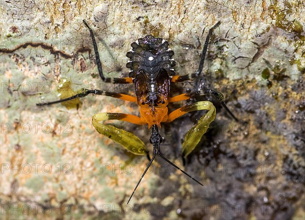 Resin assassin bug (Amulius sp., family Reduviidae) from the rainforest of Tanjung Puting Ntaional Park, Kalimantan, Borneo, Indonesia, Asia