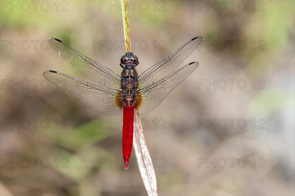 Male of the Spine-tufted skimmer (Orthetrum chrysis) from Deramakot Forest Reserve, Sabah, Borneo