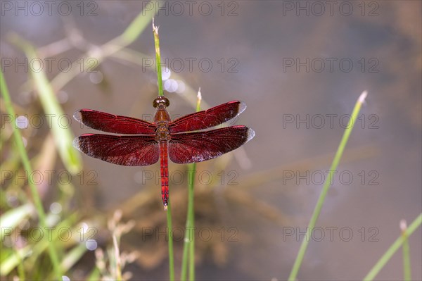 The dragonfly Neurothemis ramburii from Deramakot Forest, Sabah, Borneo