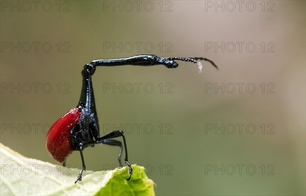 Male giraffe weevil (Trachelophorus giraffa) from Andasibe National Park, Madagascar, Africa