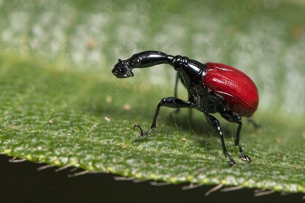 Female giraffe weevil (Trachelophorus giraffa) from Andasibe National Park, Madagascar, Africa