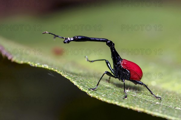 Male giraffe weevil (Trachelophorus giraffa) from Andasibe National Park, Madagascar, Africa