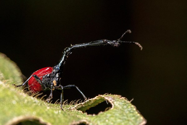 Male giraffe weevil (Trachelophorus giraffa) from Andasibe National Park, Madagascar, Africa