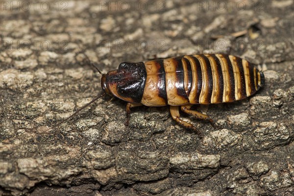 Male Madagascar hissing cockroach (Gromphadorhina portentosa) from Berenty, southern Madagascar