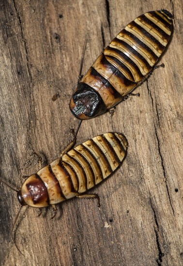 Pair of Madagascar hissing cockroach (Gromphadorhina portentosa, male at the top) from Berenty, southern Madagascar