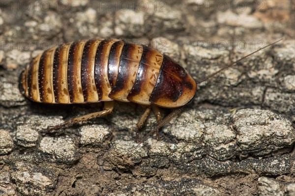 Female Madagascar hissing cockroach (Gromphadorhina portentosa) from Berenty, southern Madagascar