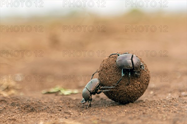Dung beetles rolling a large dung ball in Zimanga Private Reserve, South Africa. Possibly Large Copper Dung Beetle (Kheper nigroaeneus)