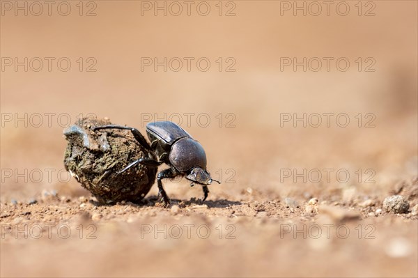 Dung beetle rolling dung in Zimanga Private Reserve, South Africa. Possibly Large Copper Dung Beetle (Kheper nigroaeneus)