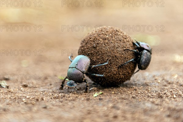 Dung beetles rolling a large dung ball in Zimanga Private Reserve, South Africa. Possibly Large Copper Dung Beetle (Kheper nigroaeneus)