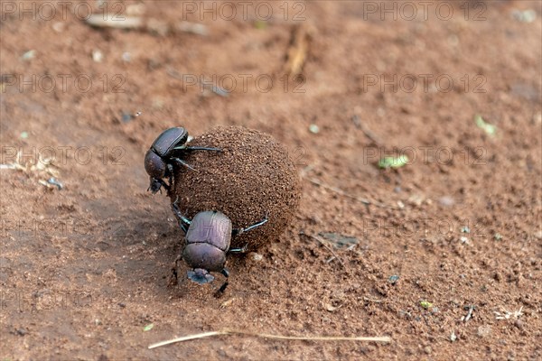 Dung beetle rolling dung in Zimanga Private Reserve, South Africa. Possibly Large Copper Dung Beetle (Kheper nigroaeneus)
