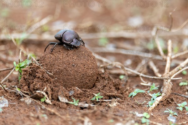Dung beetles burying a large dung ball in Zimanga Private Reserve, South Africa. Possibly Large Copper Dung Beetle (Kheper nigroaeneus)