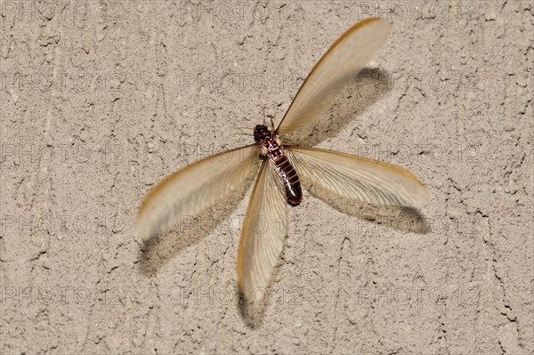 Winged form (alates) of termite (Odontotermes sp.) that swarmed for a short period (<24 hours) in Zimanga, South Africa in October