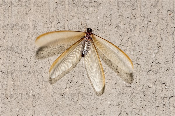 Winged form (alates) of termite (Odontotermes sp.) that swarmed for a short period (<24 hours) in Zimanga, South Africa in October