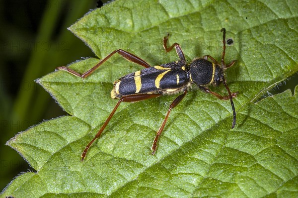 Wasp-mimicking lonhorn beetle (Clytus arietis) from south-western Norway