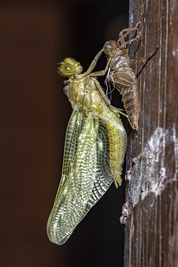 A nymph of the black-tailed skimmer (Orthetrum cancellatum) undergoes transition and becomes an adult dragonfly in the process known as incomplete metamorphosis. Photo from Vejlerne, northern Denmark in June