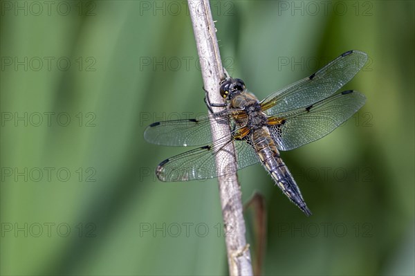 Four-spotted chaser (Libellula quadrimaculata, male) from Vejlerne, northern Denmark in June