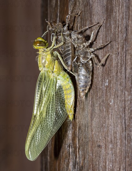 A nymph of the black-tailed skimmer (Orthetrum cancellatum) undergoes transition and becomes an adult dragonfly in the process known as incomplete metamorphosis. A second nymph, not yet started the transition, is seen in the foreghround. Photo from Vejlerne, northern Denmark in June