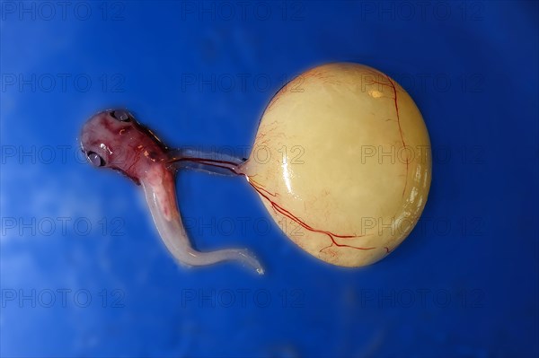 Embryo with yolk sac from the velvet belly lanternshark (Etmopterus spinax)