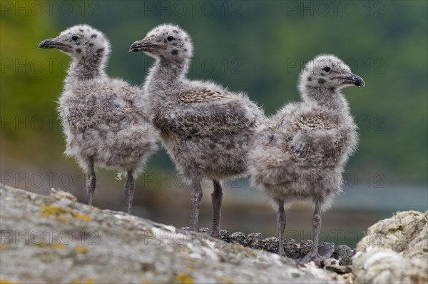 Chicks of the great black-backed gull (Larus marinus) from Hidra, Norway in early June