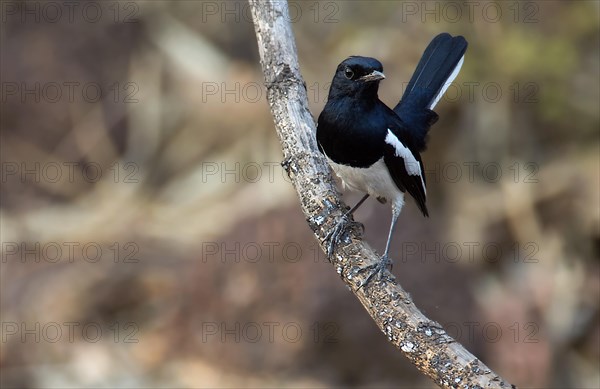 Oriental magpie-robin (Copsychus saularis, male) from Tadoba NP, India, Asia