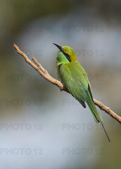 Green bee-eater (Merops orientalis) from Tadoba NP, India, Asia