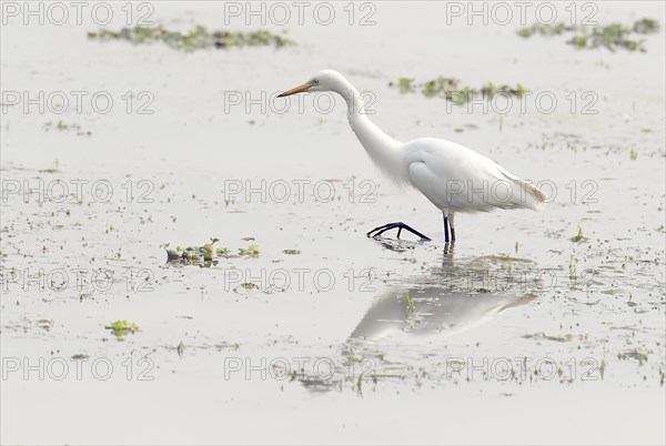 Great egret (Ardea alba) feeding in Kaziranga NP, India, Asia