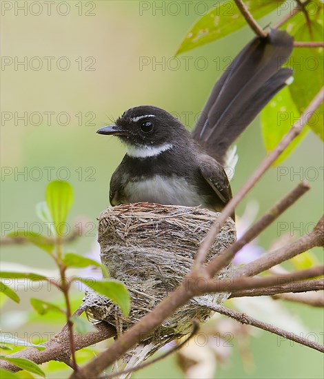 Malaysian pied fantail (Rhipidura javanica) nesting in Danum Valley, Sabah, Borneo