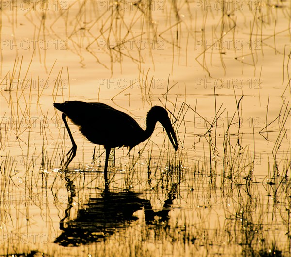 Asian openbill (Anastomus oscitans) searching for food in tadoba NP, India, Asia