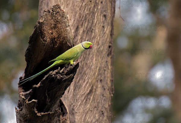 Ring-necked parakeet (Psittacula krameri, male) from Kaziranga NP, Assam, India, Asia