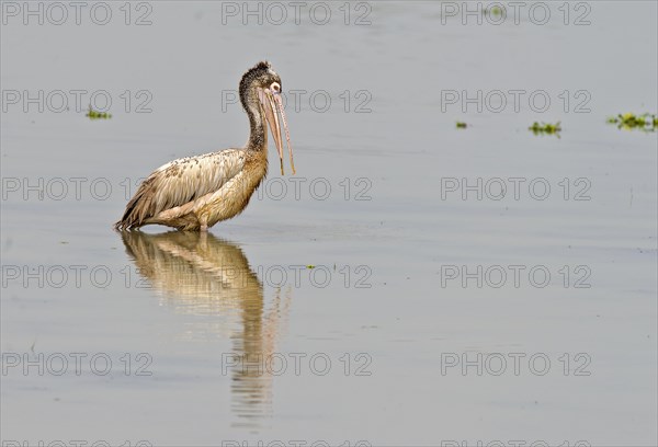 Spot-billed pelican (Pelecanus philippensis) from Kaziranga NP, Assam, India, Asia