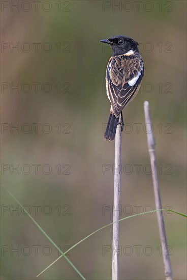 African stonechat (Saxicola torquatus) from kaziranga NP, Assam, India, Asia