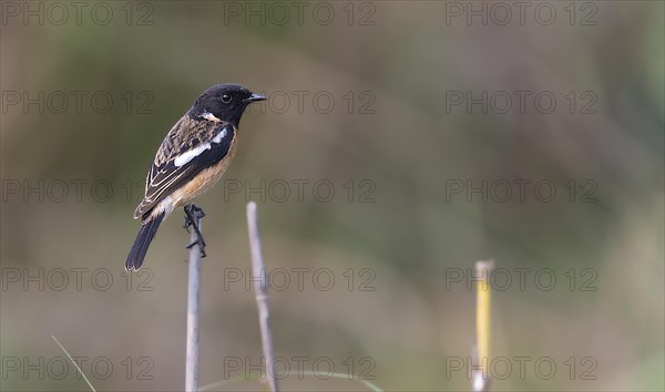 African stonechat (Saxicola torquatus) from kaziranga NP, Assam, India, Asia